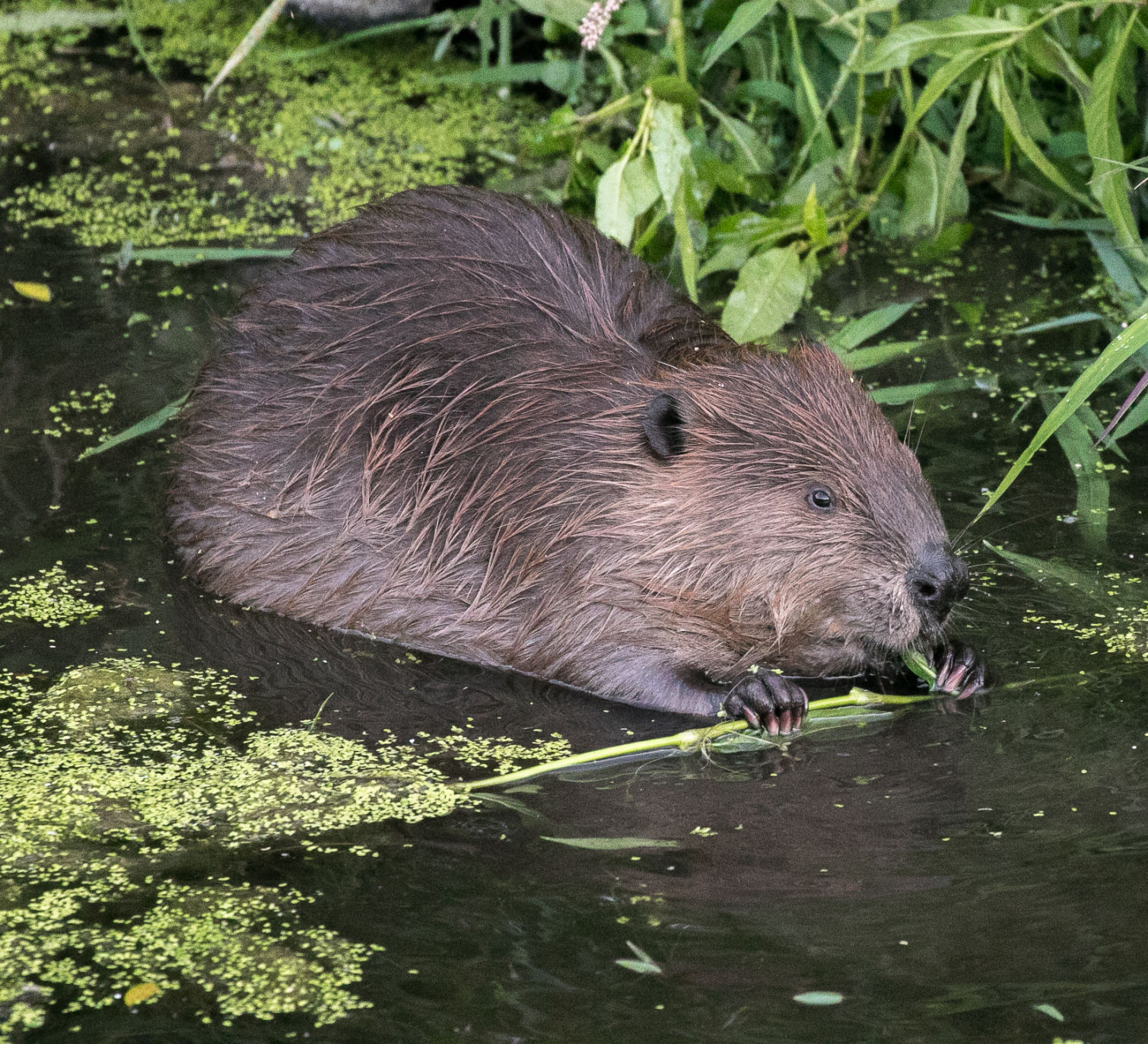Beaver Lodge Summer 2017